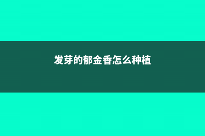 郁金香怎么种植 (发芽的郁金香怎么种植)