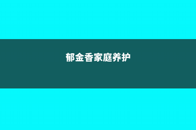 郁金香的家庭养殖方法 (郁金香家庭养护)