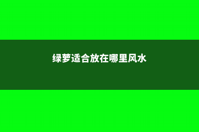 绿萝适合放在哪里养 (绿萝适合放在哪里风水)