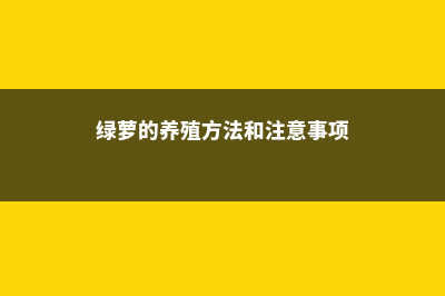 绿萝的养殖方法 (绿萝的养殖方法和注意事项)