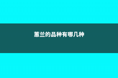 蕙兰的品种有哪些 (蕙兰的品种有哪几种)