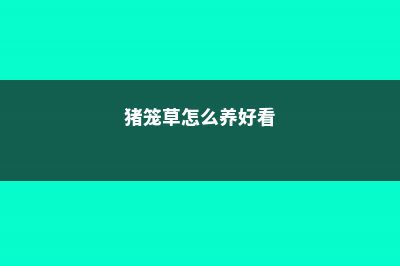 猪笼草怎么养 (猪笼草怎么养好看)