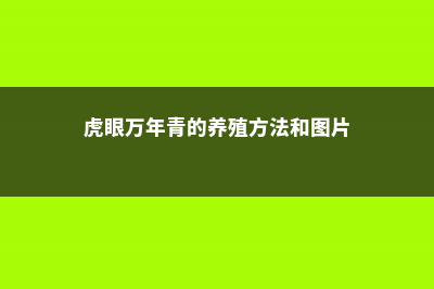 虎眼万年青的养殖方法 (虎眼万年青的养殖方法和图片)