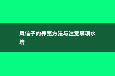 风信子的养殖方法 (风信子的养殖方法与注意事项水培)