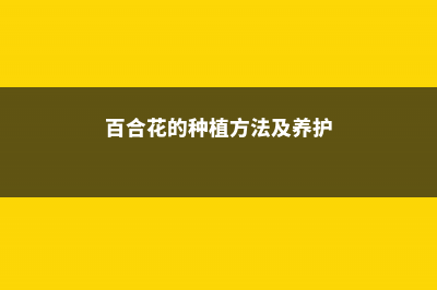 百合花的种植方法和管理 (百合花的种植方法及养护)