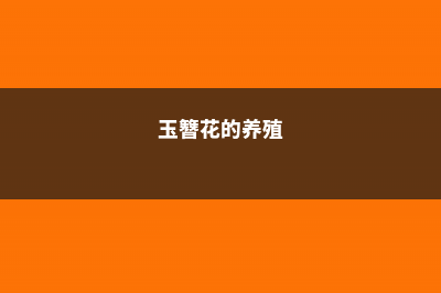 玉簪花家庭养殖之五大要点 (玉簪花的养殖)