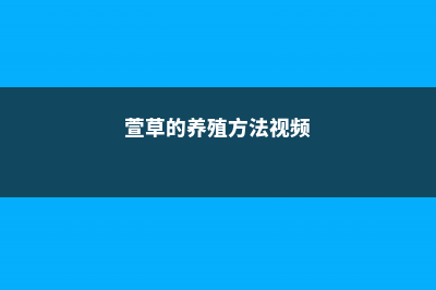 萱草的养殖方法 (萱草的养殖方法视频)