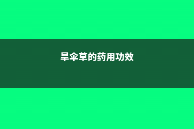 旱伞草的养殖方法 (旱伞草的药用功效)