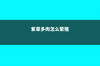 紫章的养殖方法及注意事项 (紫章多肉怎么繁殖)