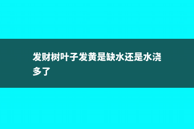 发财树叶子发黄怎么办 (发财树叶子发黄是缺水还是水浇多了)