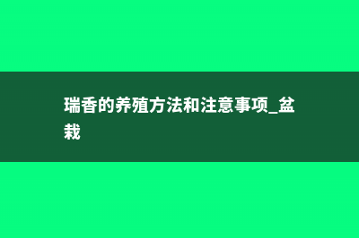 瑞香的养殖方法和注意事项 (瑞香的养殖方法和注意事项 盆栽)