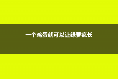 一个鸡蛋就可以让绿萝疯长，让绿萝疯长的妙招 (一个鸡蛋就可以让绿萝疯长)