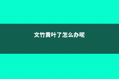 文竹黄叶了怎么补救 (文竹黄叶了怎么办呢)