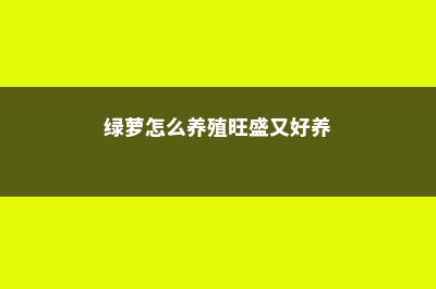 绿萝怎么养 (绿萝怎么养殖旺盛又好养)