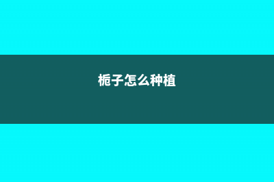 栀子花的养殖方法和注意事项 (栀子怎么种植)