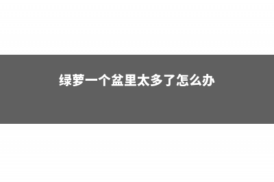 一个盆内的绿萝为何有的叶子特别绿 (绿萝一个盆里太多了怎么办)