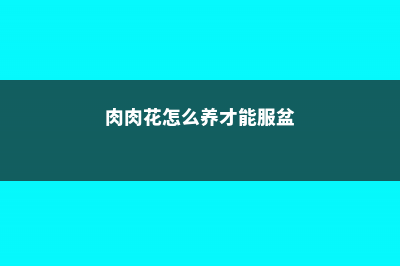 肉肉花怎么养才能爆盆 (肉肉花怎么养才能服盆)