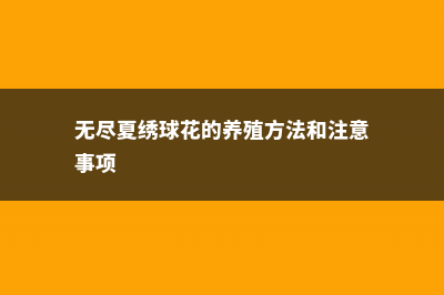 无尽夏绣球花的养殖方法和注意事项 (无尽夏绣球花的养殖方法和注意事项)