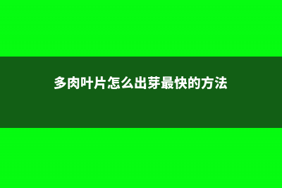 多肉叶片怎么出芽最快 (多肉叶片怎么出芽最快的方法)