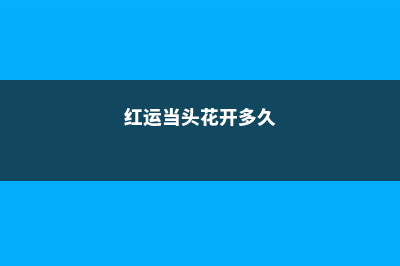 红运当头冬天花怎么养，枯萎怎么办 (红运当头花开多久)