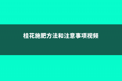 桂花施肥方法，用什么肥好 (桂花施肥方法和注意事项视频)