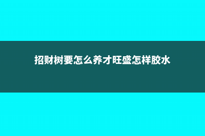 招财树要怎么养才能生长旺盛，如何繁殖 (招财树要怎么养才旺盛怎样胶水)