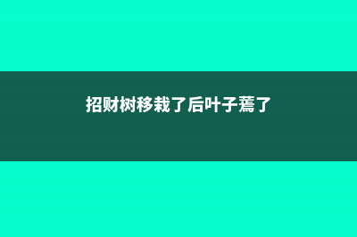 招财树如何移栽，移栽后要浇水吗 (招财树移栽了后叶子蔫了)