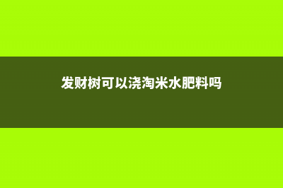 招财树能用淘米水浇吗，有什么注意事项 (发财树可以浇淘米水肥料吗)