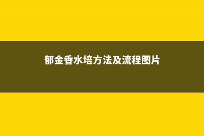 郁金香水培方法及流程，水培怎么养 (郁金香水培方法及流程图片)