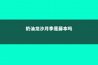 奶油龙沙月季是藤本还是灌木，怎么养 (奶油龙沙月季是藤本吗)