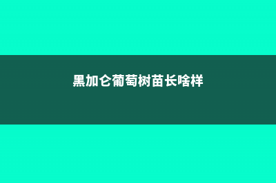 黑加仑葡萄树苗长啥样，栽培技术 (黑加仑葡萄树苗长啥样)