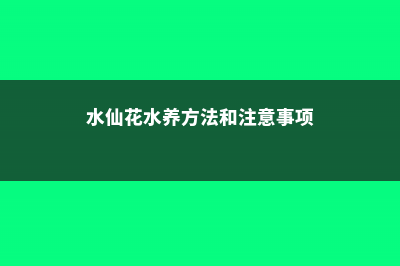 水养水仙花的养殖方法，多久换一次水 (水仙花水养方法和注意事项)