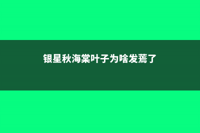 银星秋海棠的养殖方法，什么时候开花 (银星秋海棠叶子为啥发蔫了)