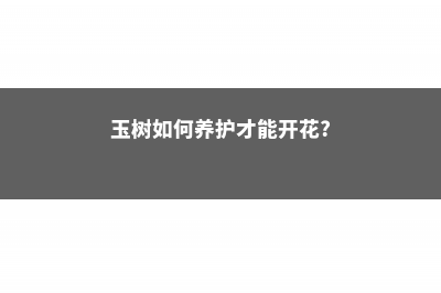 玉树怎么养护开花的数量多，花期在什么时间 (玉树如何养护才能开花?)