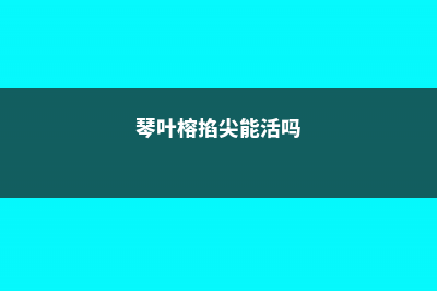 琴叶榕怎样掐顶，修剪时间 (琴叶榕掐尖能活吗)