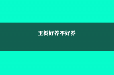 玉树好养活吗，怎么养护长的好 (玉树好养不好养)