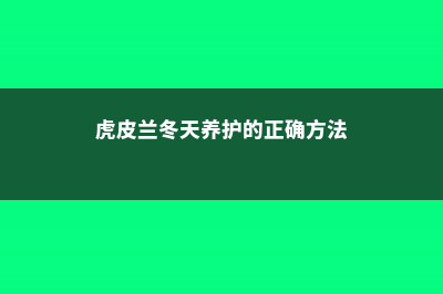 虎皮兰冬天的养殖方法和注意事项，会冻死吗 (虎皮兰冬天养护的正确方法)