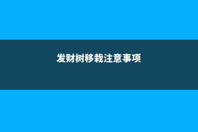 发财树移栽注意事项，移栽后如何浇水 (发财树移栽注意事项)