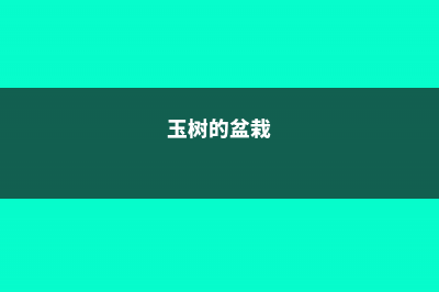 盆栽玉树怎么养，出现病害怎么办 (玉树的盆栽)