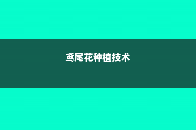 鸢尾花如何种植，后期如何养护 (鸢尾花种植技术)