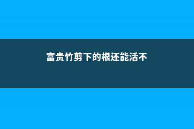 富贵竹剪根须会死吗，剪掉根须后怎么养 (富贵竹剪下的根还能活不)