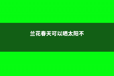 兰花春天可以晒太阳吗，可以淋雨吗. (兰花春天可以晒太阳不)