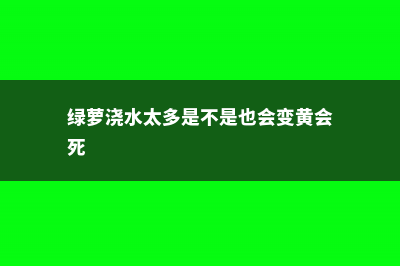 绿萝浇水多了怎么补救，浇什么水长得最旺 (绿萝浇水太多是不是也会变黄会死)