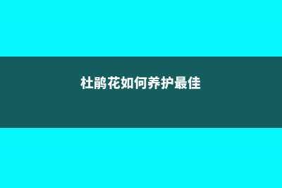 杜鹃花如何养护，提供什么土壤 (杜鹃花如何养护最佳)