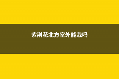 紫荆花在北方能过冬吗，有什么越冬的措施 (紫荆花北方室外能栽吗)