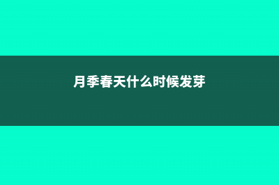 月季春天什么时候施肥，春天怎么施肥 (月季春天什么时候发芽)