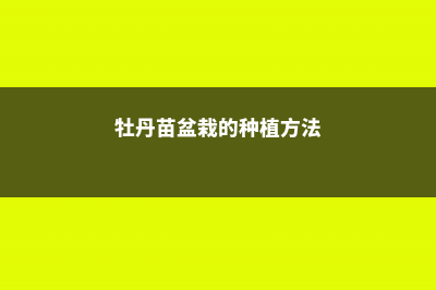 1年牡丹幼苗盆栽注意事项，幼苗几年开花 (牡丹苗盆栽的种植方法)