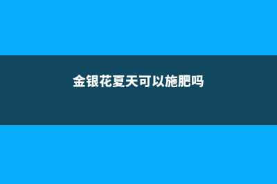 金银花夏天可以晒太阳吗，夏天怎么养护 (金银花夏天可以施肥吗)