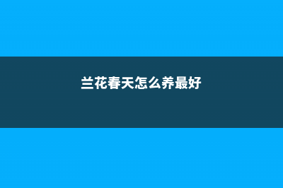 兰花春天怎么养护，可以换土吗 (兰花春天怎么养最好)