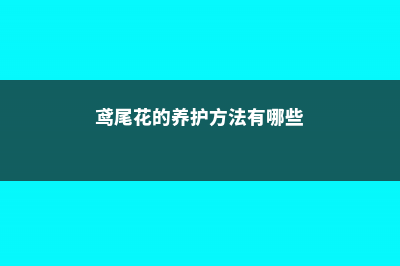 鸢尾花的养护方法，适合北方养吗 (鸢尾花的养护方法有哪些)